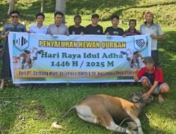 20 Ekor Sapi Dikurban Lingkar Tambang Laonti
