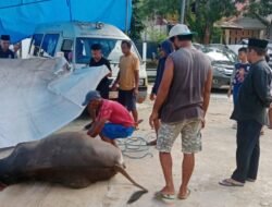Hewan Kurban Yang Disembelih BPN Muna Disalurkan ke Masyarakat Yang Membutuhkan