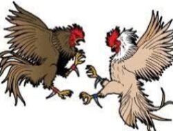 Judi Sabung Ayam di Desa Moko Tak Tersentuh, Begini Tanggapan Kapolres Buteng