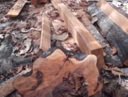 Kades Bumbu di Muna, Diduga Terlibat Aktivitas Ilegal Loging Diwilayah Kawasan Hutan Lindung