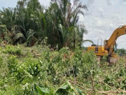 Diduga, PT Marketindo Selaras Gusur Kebun Warga