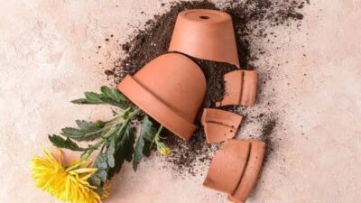 Dari Konstatering Hingga Pot Bunga: Jejak Panjang Kejanggalan yang Mengarah ke Dugaan Kriminalisasi