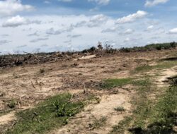 1100 Hektar Sawah di Konsel Terbuka