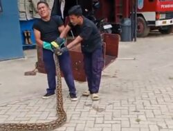 Hendak Makan Ternak, Damkarmat Konsel Evakuasi Ular Phiton