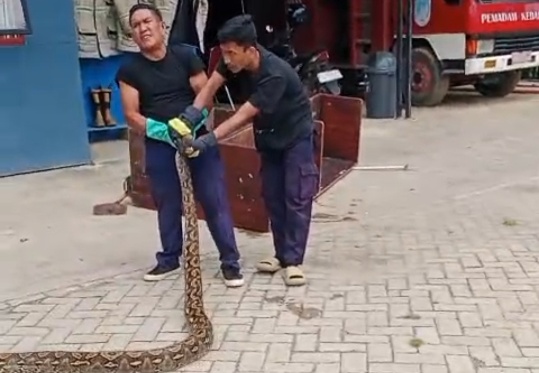 Hendak Makan Ternak, Damkarmat Konsel Evakuasi Ular Phiton