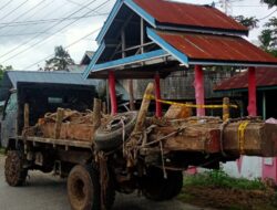 BB Titipan KPH Lakompa di Polsek Batauga Diduga Dikeluarkan Tampa Prosedur Hukum, Oknum TNI Diduga Terlibat