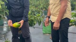 Pemkab Konsel Studi Lapangan Terkait Alpukat di Kediri