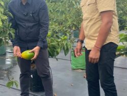 Pemkab Konsel Studi Lapangan Terkait Alpukat di Kediri