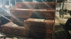 Pengadaan Ayam Petelur Desa Moasi Diduga Tak Sesuai APBDes, Warga Minta Inspektor Turun Tangan
