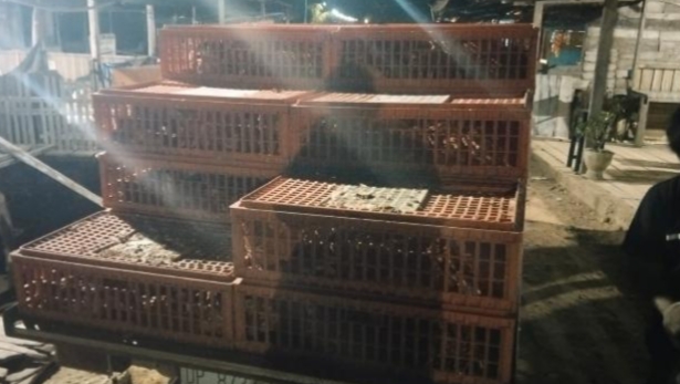 Pengadaan Ayam Petelur Desa Moasi Diduga Tak Sesuai APBDes, Warga Minta Inspektor Turun Tangan