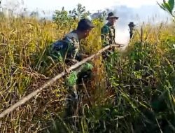 TNI, Polri, Damkar dan Masyarakat Berhasil Padamkan Kebakaran Lahan di Nanga-Nanga Kendari