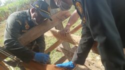 Cegah TBC Hewan, Disnakkeswan Konsel dan Barantin Ambil Sampel Darah Ternak di Wolasi