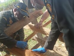 Cegah TBC Hewan, Disnakkeswan Konsel dan Barantin Ambil Sampel Darah Ternak di Wolasi