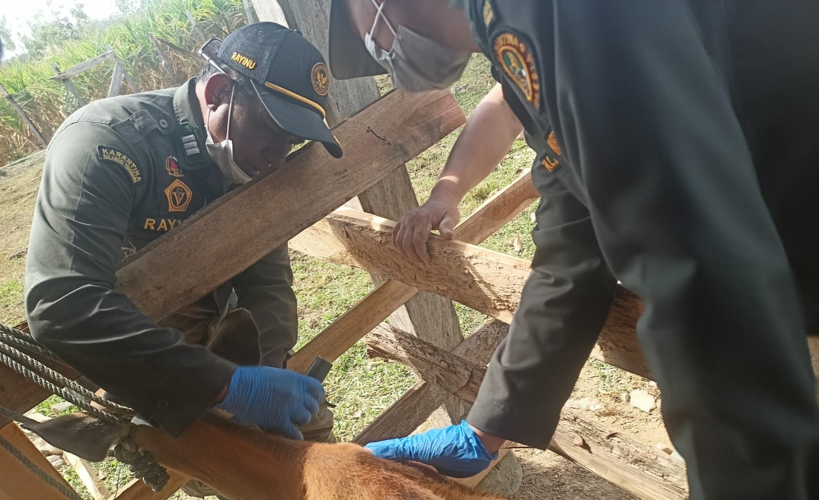 Cegah TBC Hewan, Disnakkeswan Konsel dan Barantin Ambil Sampel Darah Ternak di Wolasi
