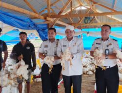 Warga Binaan Rutan Kendari Berhasil Panen Ayam Pedaging 1,6 Ton